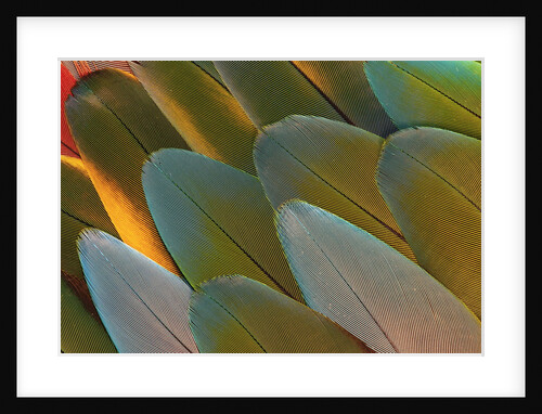 Close-up of Parrot Feathers by Anonymous