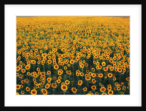 Sunflower Field in Bloom by Anonymous
