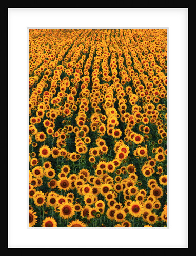 Sunflower Field in Bloom by Anonymous