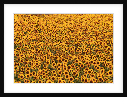 Sunflower Field in Bloom by Anonymous