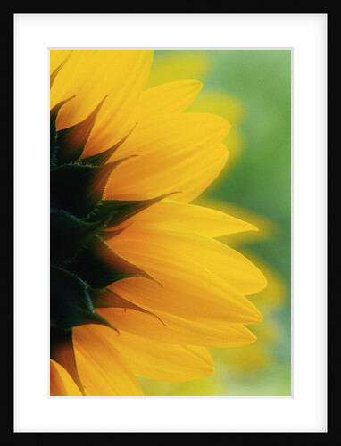 Close-up of Sunflower by Anonymous