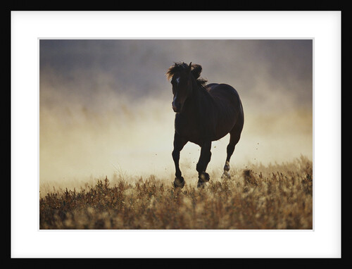 Galloping Horse and Dust Cloud by Anonymous