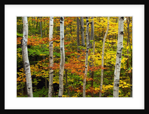 Birch and Maple Trees in Autumn by Anonymous