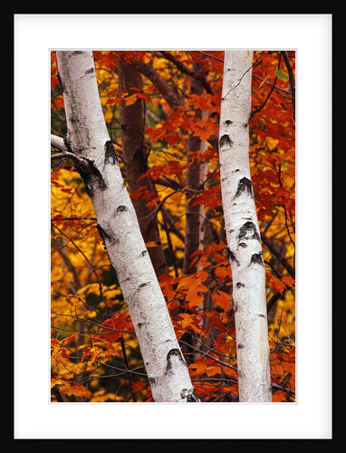 Birch and Maple Trees in Autumn by Anonymous