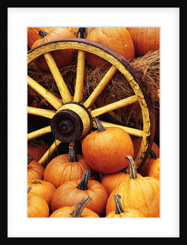 Pumpkins on Display by Anonymous