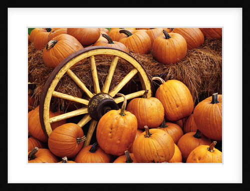 Pumpkins on Display by Anonymous