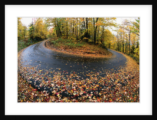 Autumn Leaves on a Curved Road by Anonymous