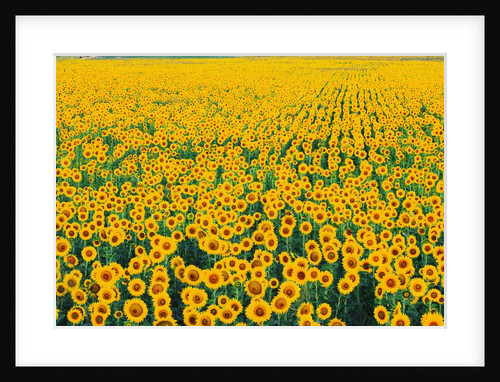 Field of Sunflowers by Anonymous