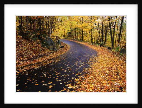 Autumn Leaves on a Curved Road by Anonymous