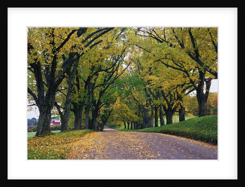 Rural Road in Autumn by Anonymous