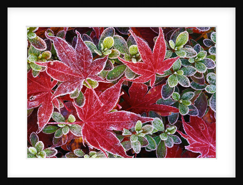 Frost on Japanese Maple and Azalea Leaves by Anonymous