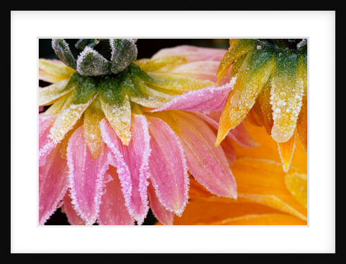 Frost on Dahlia Petals by Anonymous