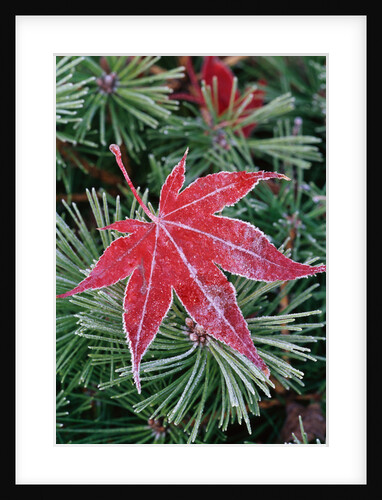 Frost on Japanese Maple Leaf and Pine Needles by Anonymous