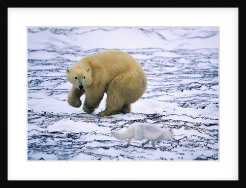 Polar Bear and Arctic Fox by Anonymous