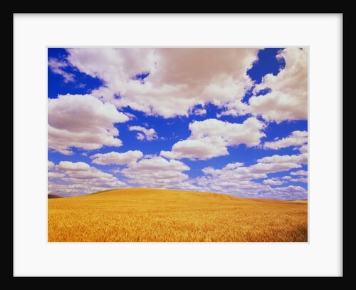 White Clouds Over Wheat Field by Anonymous
