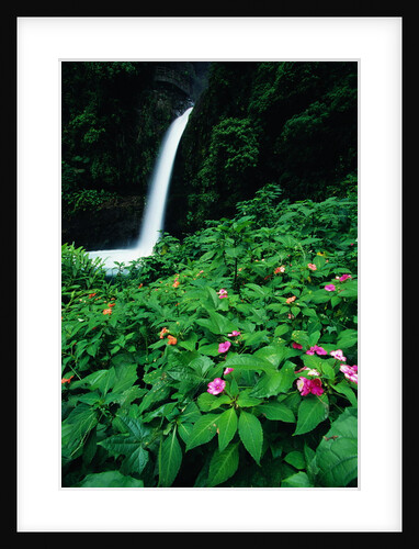 La Paz Waterfall and Blooming Impatiens by Anonymous