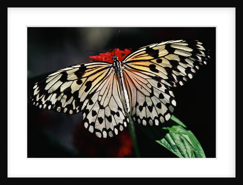Butterfly with Wings Outstretched by Anonymous