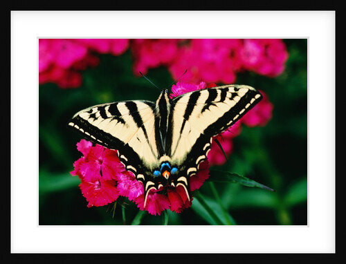 Western Tiger Swallowtail Butterfly by Anonymous