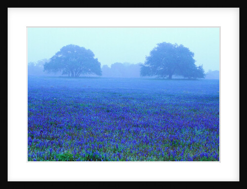 Field of Bluebonnets by Anonymous