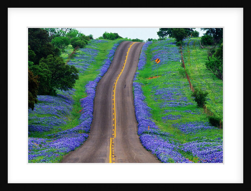 Bluebonnets Along a Highway by Anonymous