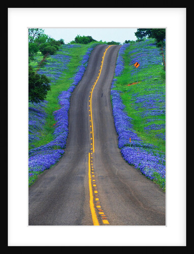 Bluebonnets Along a Highway by Anonymous