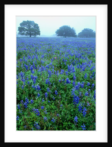 Field of Bluebonnets by Anonymous
