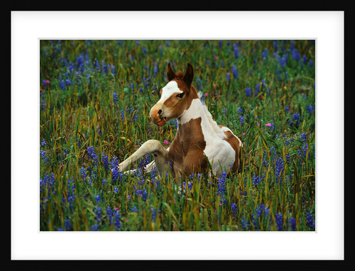 Colt Resting Among Bluebonnets by Anonymous