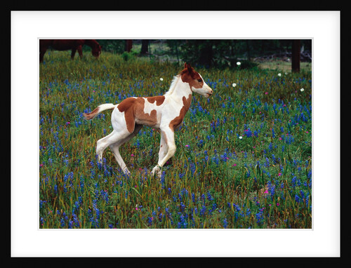 Colt Trotting Among Bluebonnets by Anonymous