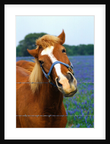 Horse Portrait by Anonymous