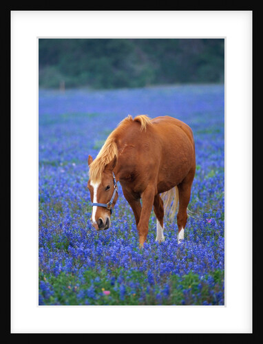 Horse Standing Among Bluebonnets by Anonymous
