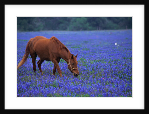 Horse Grazing Among Bluebonnets by Anonymous