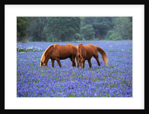 Horses Grazing Among Bluebonnets by Anonymous