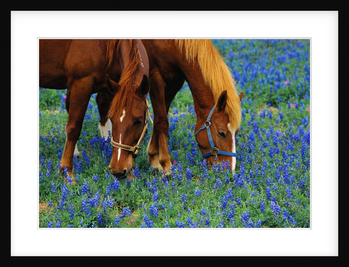 Horses Grazing Among Bluebonnets by Anonymous