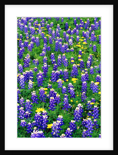Bluebonnets and Flax by Anonymous