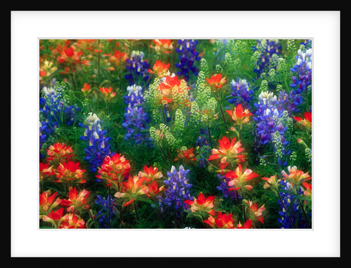 Bluebonnets and Paint Brush by Anonymous