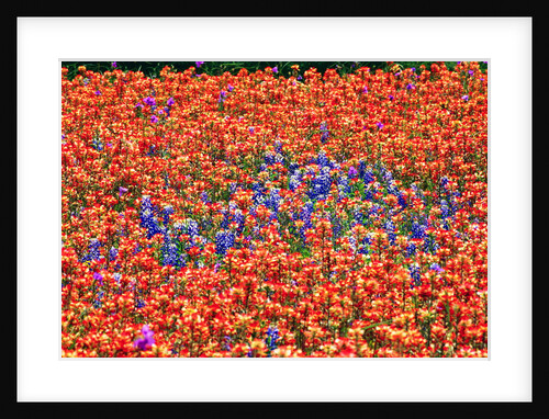 Field of Bluebonnets and Paint Brush by Anonymous
