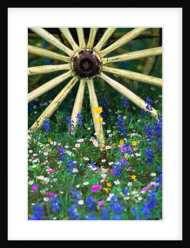 Wagon Wheel Sitting Among Wildflowers by Anonymous