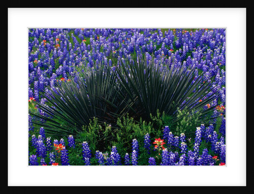 Bluebonnets Surrounding a Yucca Shrub by Anonymous