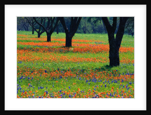 Field of Bluebonnets and Indian Paintbrush by Anonymous