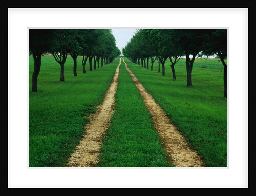 Rural Road Leading Through Trees by Anonymous