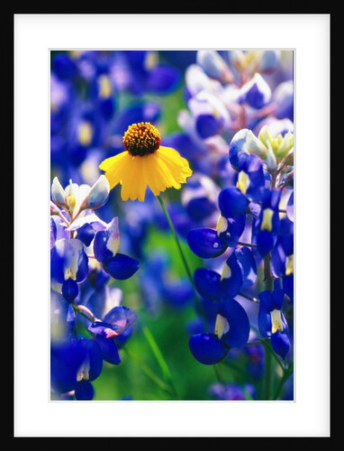 Coreopsis and Bluebonnets by Anonymous