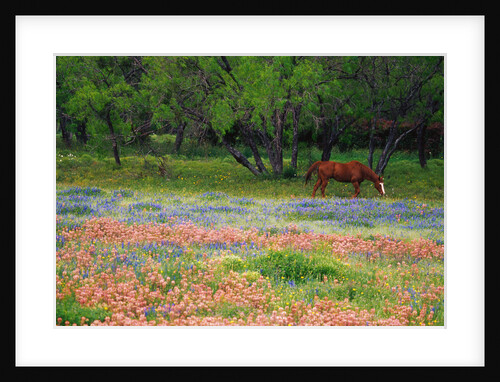 Horse Grazing in Field by Anonymous