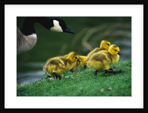 Canada Goose with Chicks by Anonymous