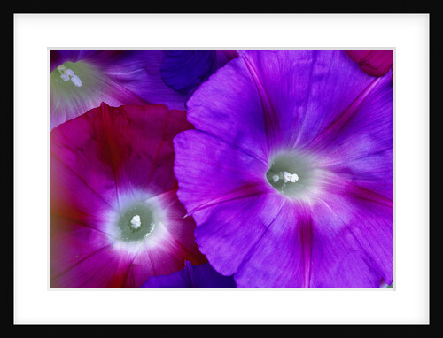Detail of Morning Glory Flowers by Anonymous
