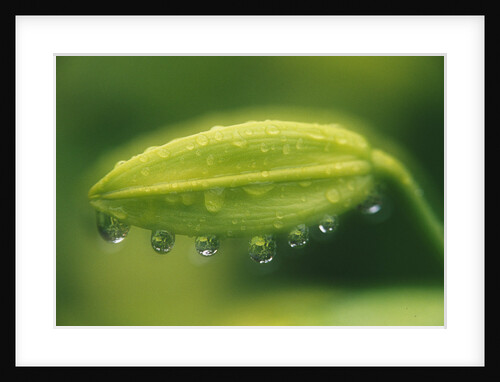 Dew Drops on Oriental Lily Bud by Anonymous
