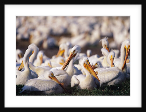 White Pelicans Nesting by Anonymous