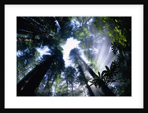 Sun Breaking through Redwood Canopy by Anonymous