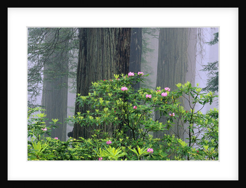 Rhododendrons and Redwoods by Anonymous
