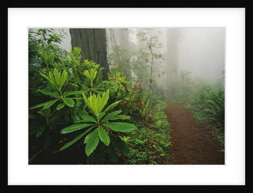 Rhododendrons and Forest Trail by Anonymous