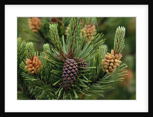 Lodgepole Pine Branch with Cones by Anonymous